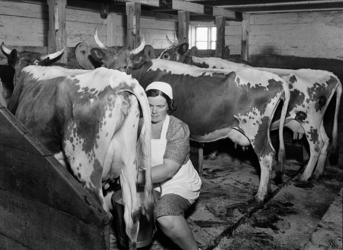 Women Milked Like Cow